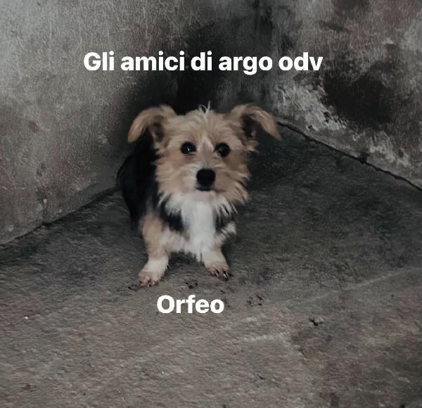 Orfeo cagnolino simil maltese Foto 4