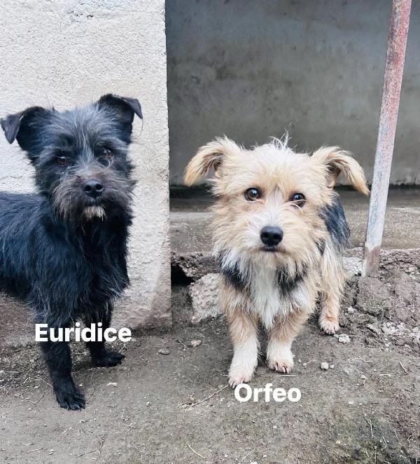 Orfeo cagnolino simil maltese Foto 6
