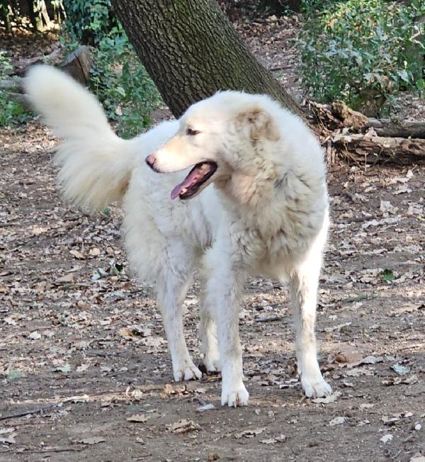 Evita 4Anni Salvata Da 1Canile (Lager) Roma