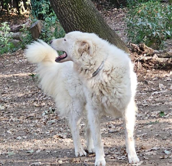 Evita 4anni salvata da 1canile (lager) ROMA Foto 2