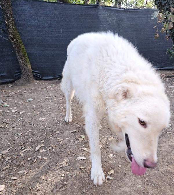 Evita 4anni salvata da 1canile (lager) ROMA Foto 3