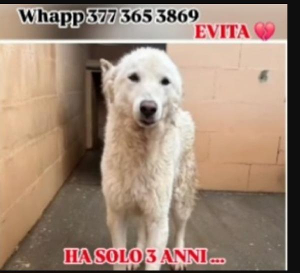 Evita 4anni salvata da 1canile (lager) ROMA Foto 4
