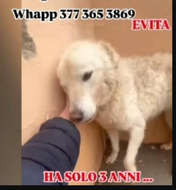 Evita 4anni salvata da 1canile (lager) ROMA Foto 5