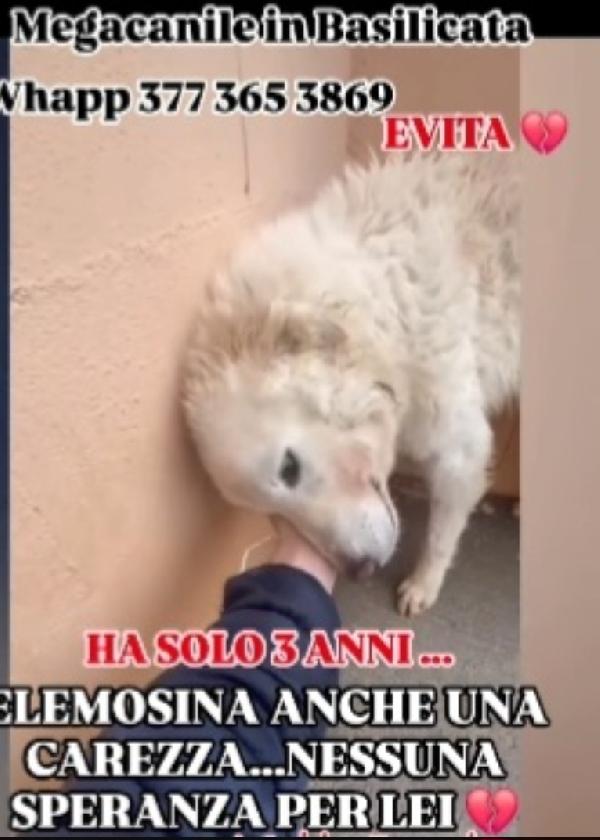 Evita 4anni salvata da 1canile (lager) ROMA Foto 6