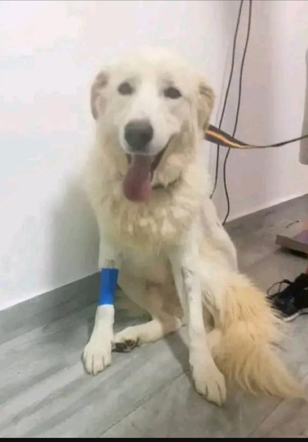 Maremmano 4Anni Vive In Piccolo Spazio. Calabria