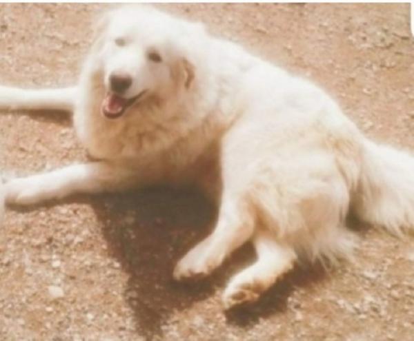 Maremmano 4anni vive in piccolo spazio. CALABRIA Foto 2