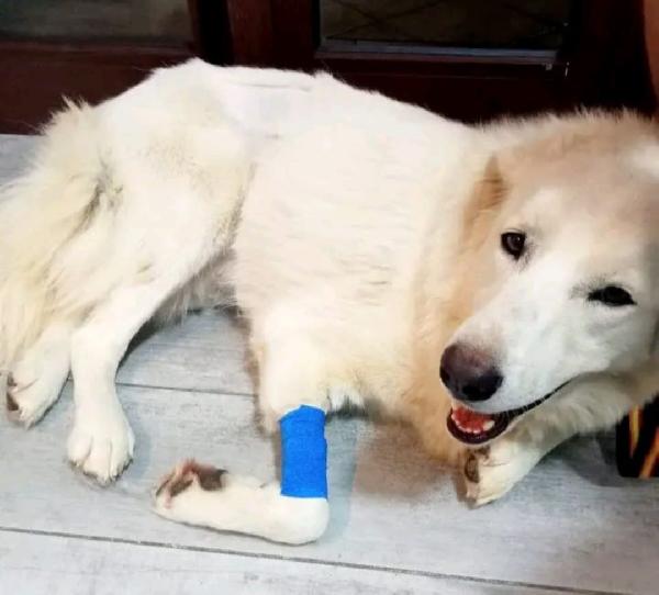 Maremmano 4anni vive in piccolo spazio. CALABRIA Foto 3