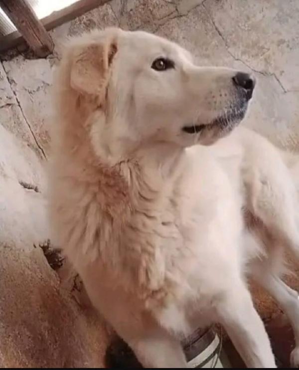 Maremmano 4anni vive in piccolo spazio. CALABRIA Foto 4