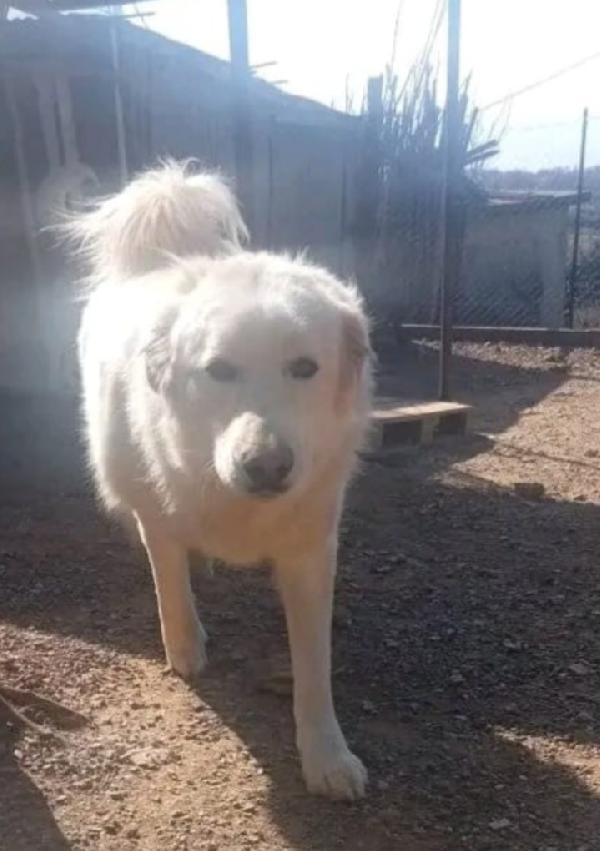 Maremmano 4anni vive in piccolo spazio. CALABRIA Foto 5
