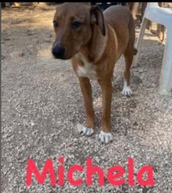 3cuccioli marroni 8mesi I MAI SCELTI.GARGANO Foto 2