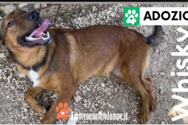 3Cuccioli Marroni 8Mesi I Mai Scelti.gargano