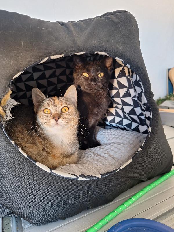 🐾 Adozione – Mulan & Merida 🐾