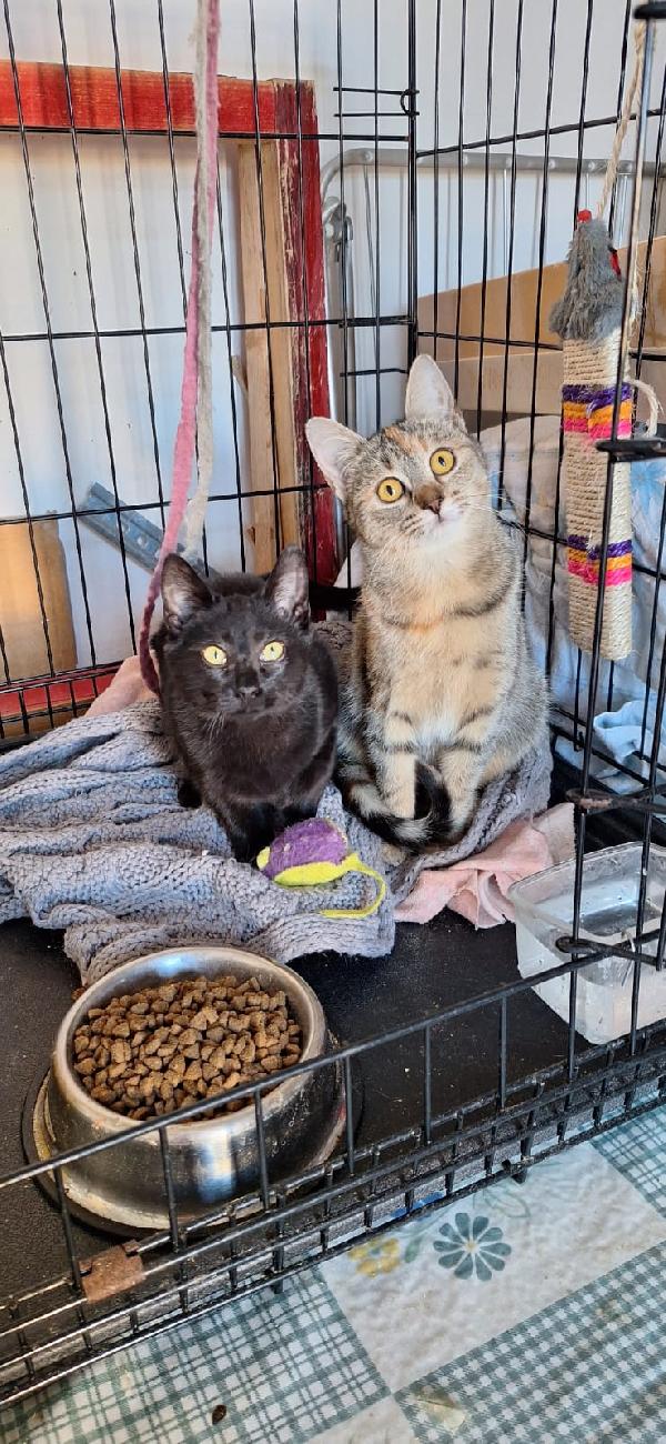 🐾 ADOZIONE – MULAN & MERIDA 🐾 Foto 2