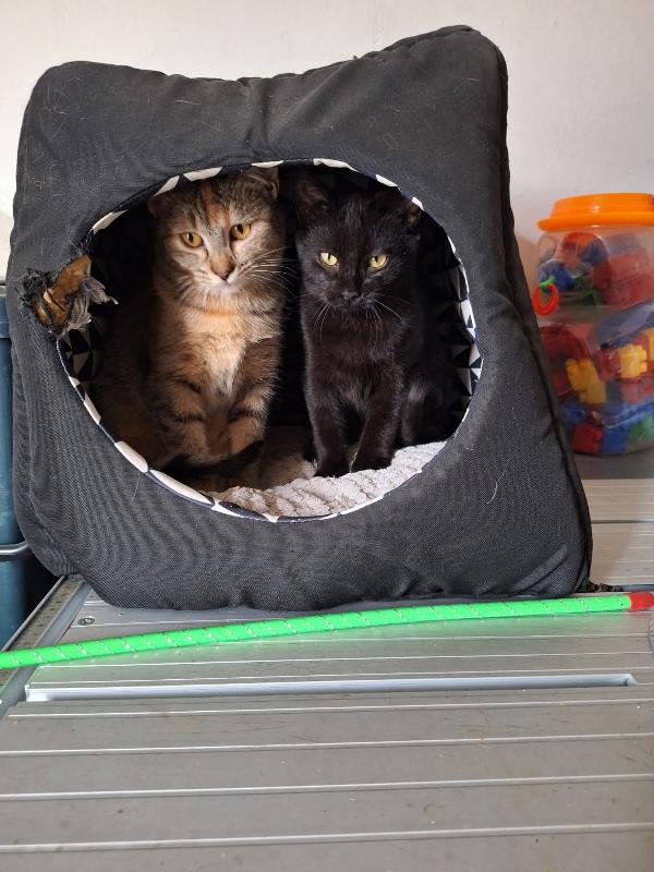 🐾 ADOZIONE – MULAN & MERIDA 🐾 Foto 4