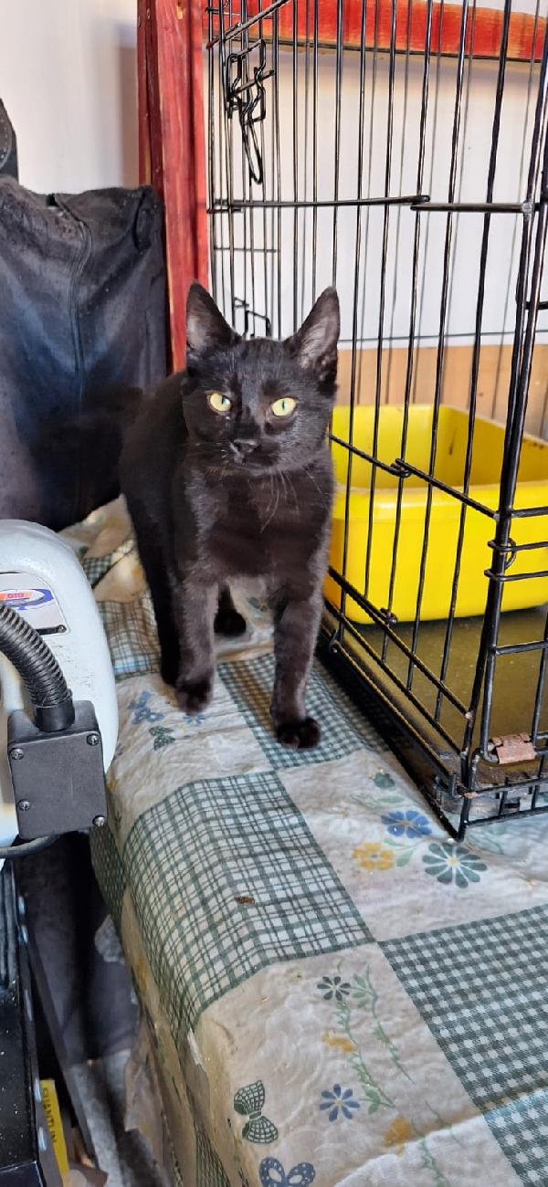 🐾 ADOZIONE – MULAN & MERIDA 🐾 Foto 5