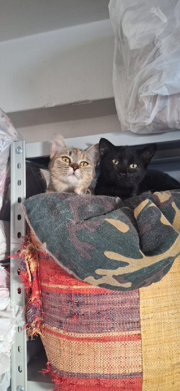 🐾 ADOZIONE – MULAN & MERIDA 🐾 Foto 6