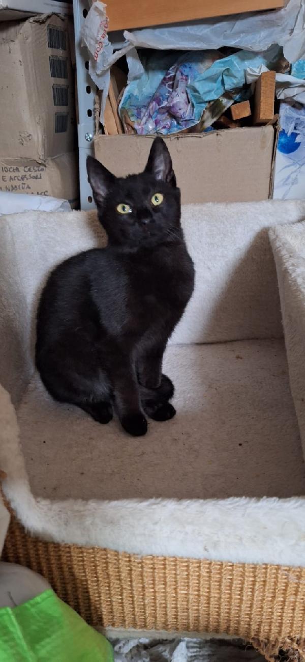 🐾 ADOZIONE – MULAN & MERIDA 🐾 Foto 7