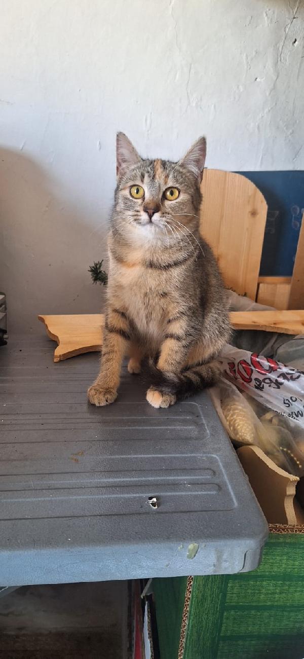 🐾 ADOZIONE – MULAN & MERIDA 🐾 Foto 8