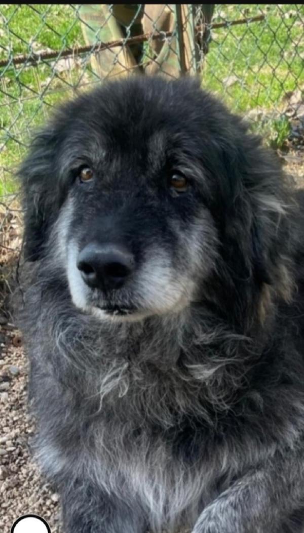 Yoghy Mix Pastore Caucaso Adulto In Canile.roma