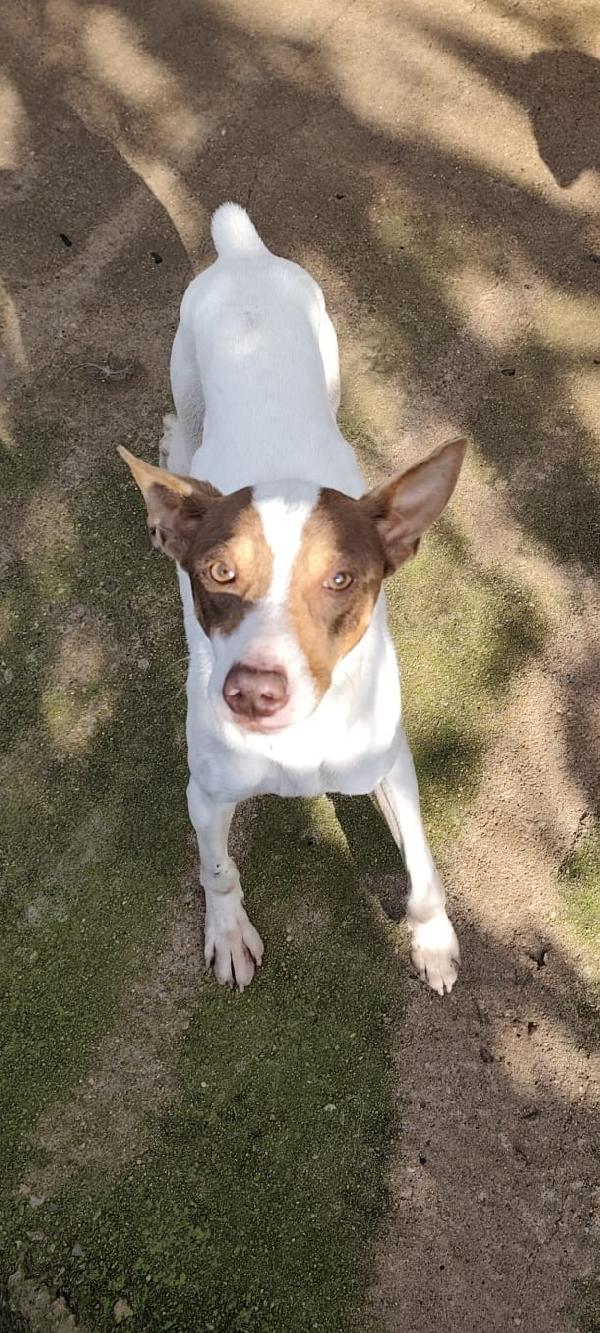 Taglia Piccola In Adozione 