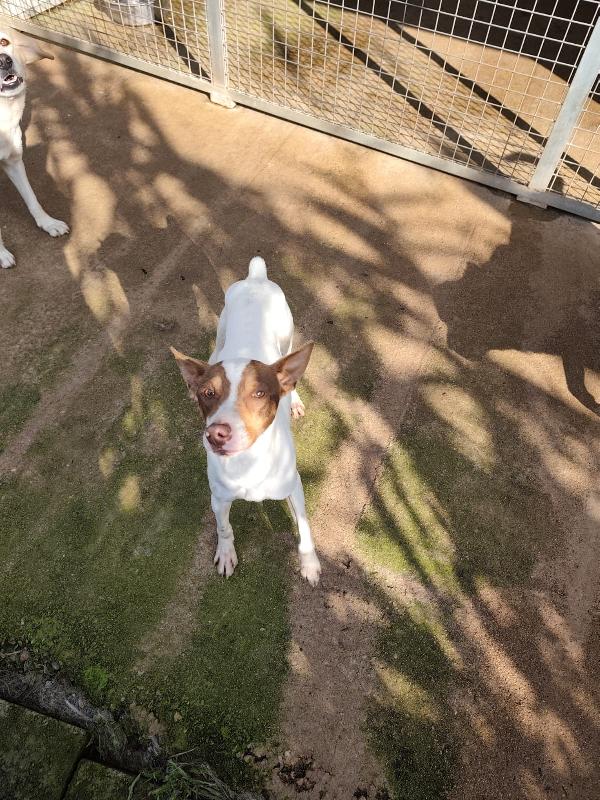 Taglia piccola in adozione  Foto 2