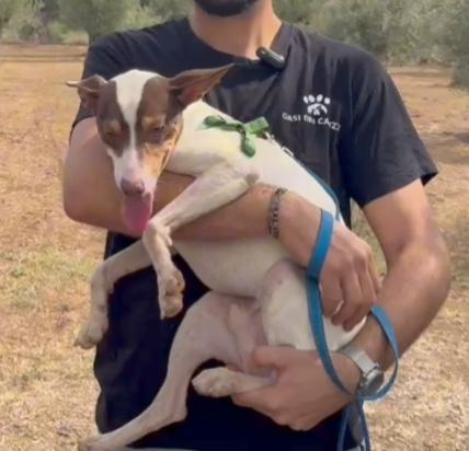 Taglia piccola in adozione  Foto 3