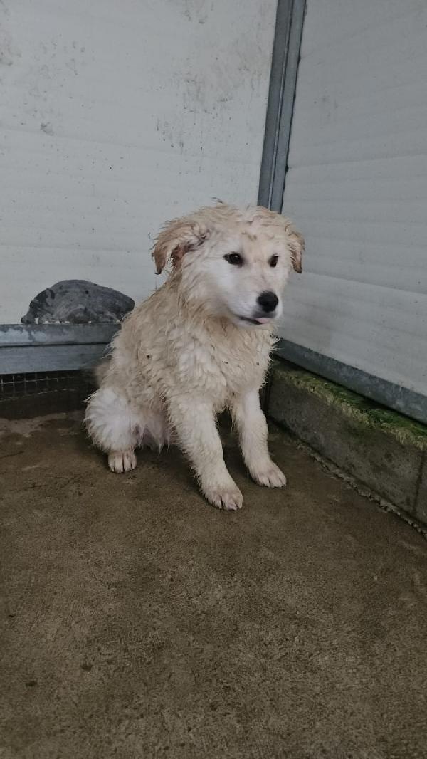 Snow: 4 mesi taglia grande  Foto 2