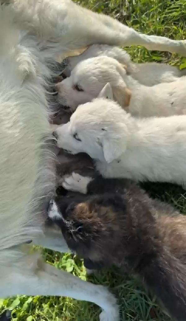 Snow: 4 mesi taglia grande  Foto 4