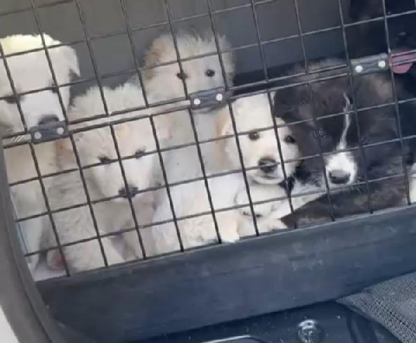 Snow: 4 mesi taglia grande  Foto 5