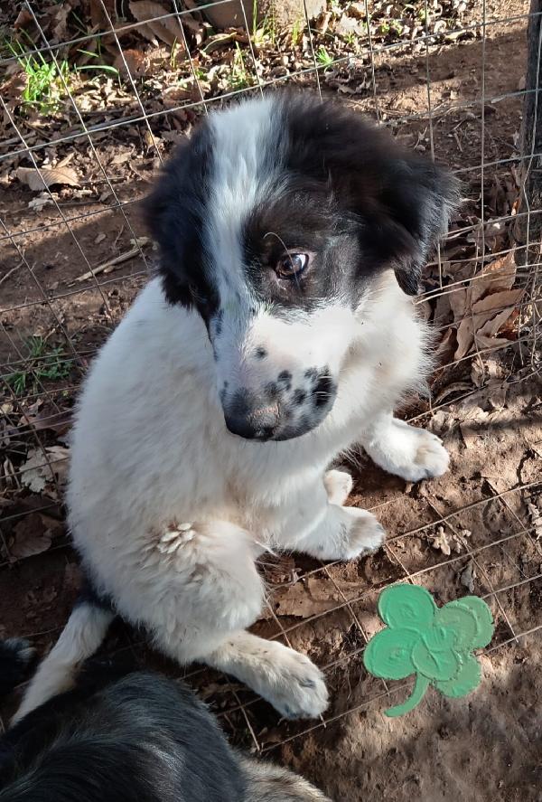 Oscar cucciolo taglia media  Foto 2