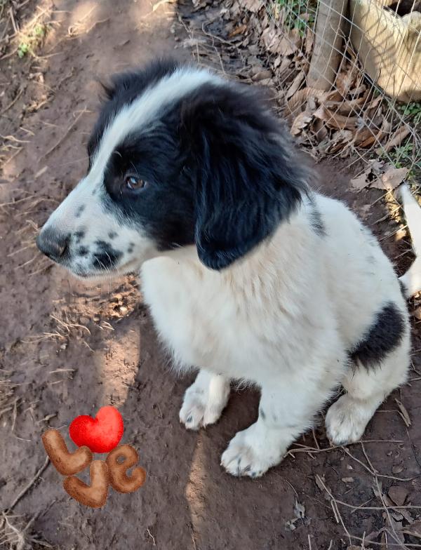 Oscar cucciolo taglia media  Foto 3