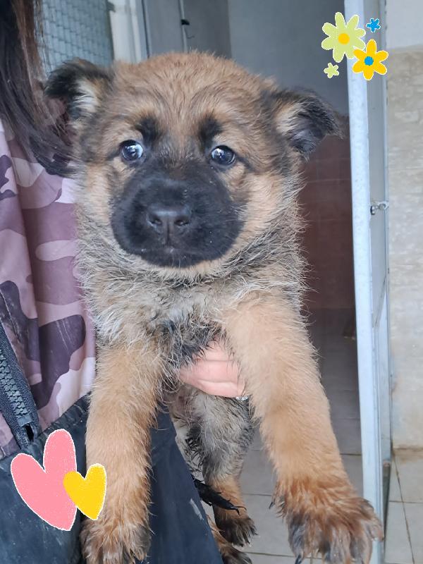 Zelda Cucciola Mix Pastore Tedesco 