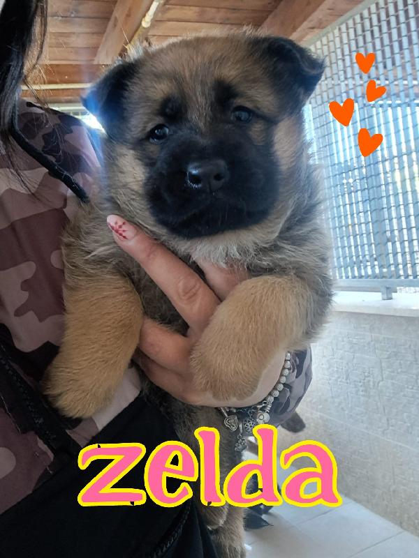 Zelda cucciola mix pastore tedesco  Foto 2
