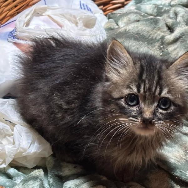 LEO dolce micino a pelo lungo 60 giorni cerca casa - in adozione Foto 3