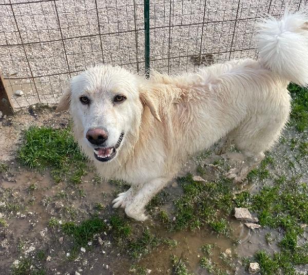 Sos Sos Tenero Lucky