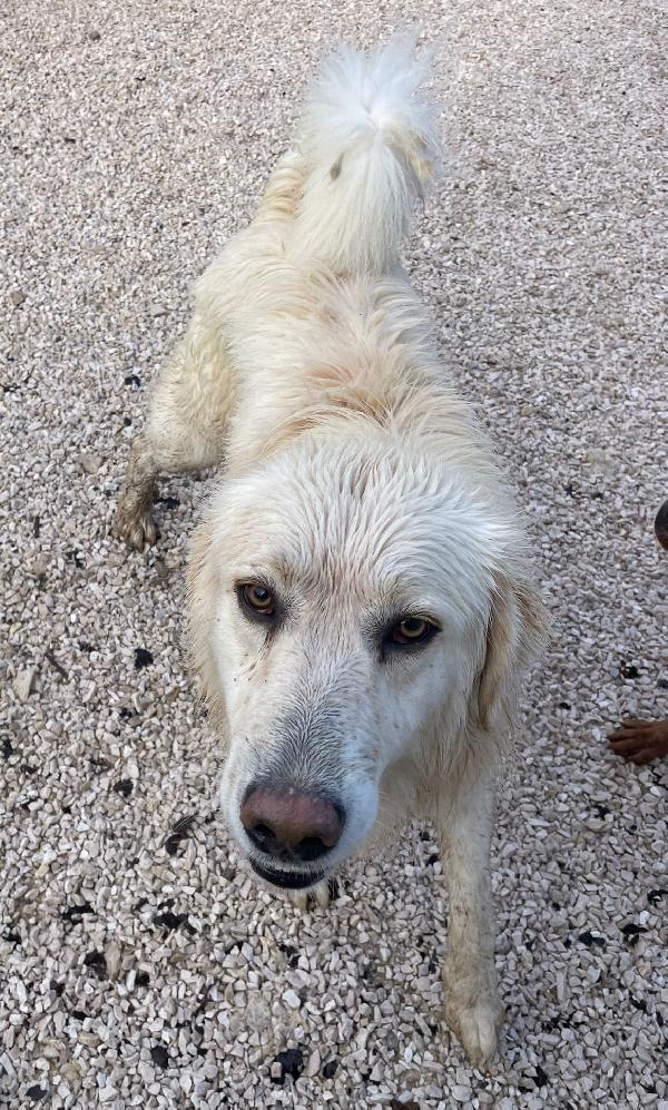 SOS SOS TENERO LUCKY Foto 2