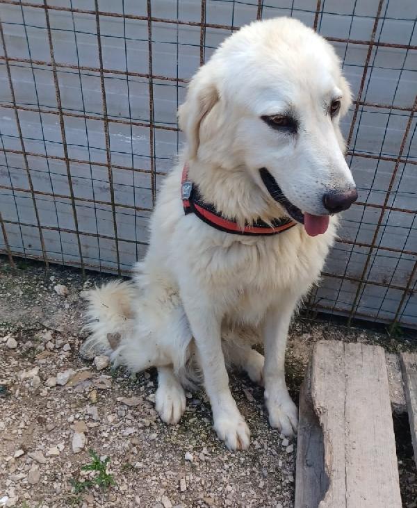 SOS SOS TENERO LUCKY Foto 3