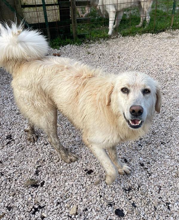 SOS SOS TENERO LUCKY Foto 4