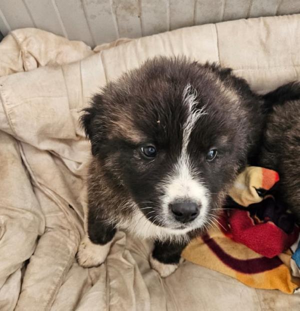 Charlie Meraviglioso Soffice Cucciolotto Cerca Famiglia 