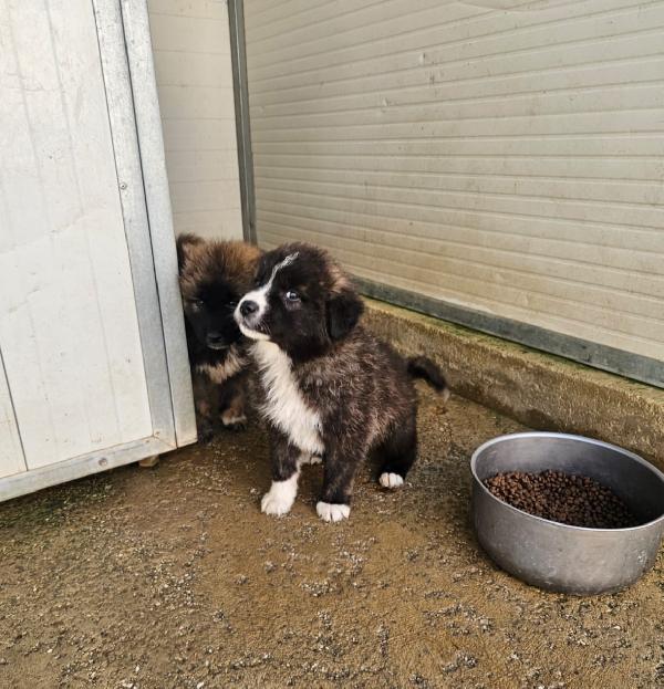 Charlie meraviglioso soffice cucciolotto cerca famiglia  Foto 3