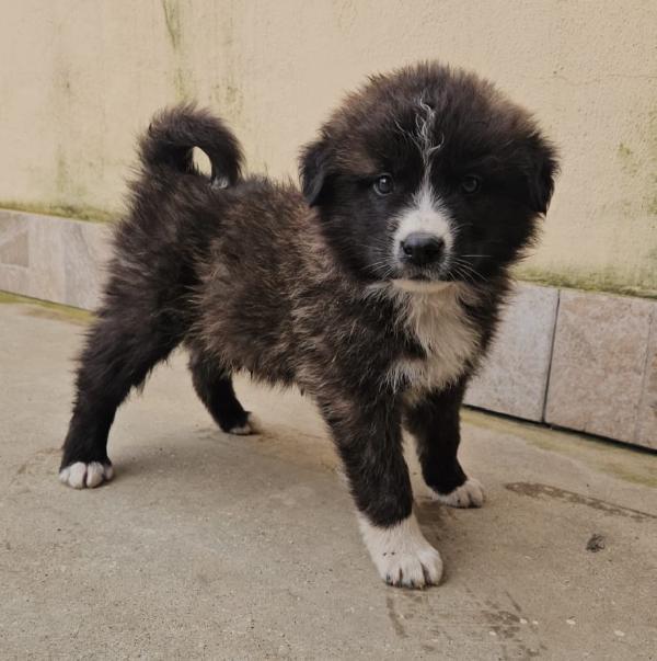 Charlie meraviglioso soffice cucciolotto cerca famiglia  Foto 2