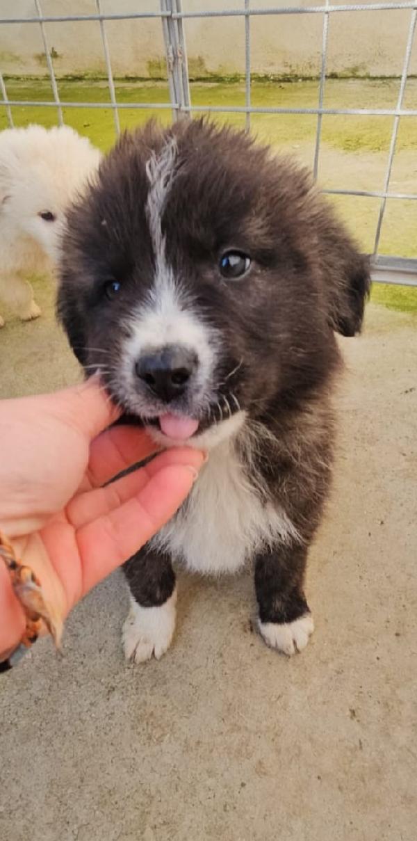 Charlie meraviglioso soffice cucciolotto cerca famiglia  Foto 4