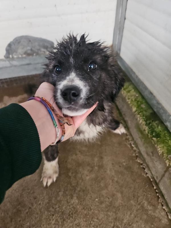 Charlie meraviglioso soffice cucciolotto cerca famiglia  Foto 5