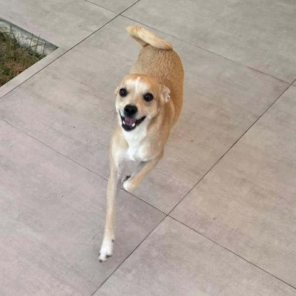 Tequila dolce cagnolino taglia piccola cerca casa - 15 mesi 10 kg Foto 2