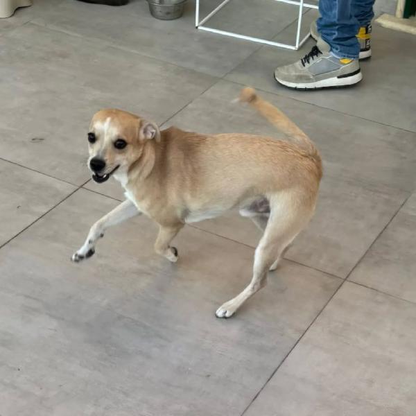 Tequila dolce cagnolino taglia piccola cerca casa - 15 mesi 10 kg Foto 3