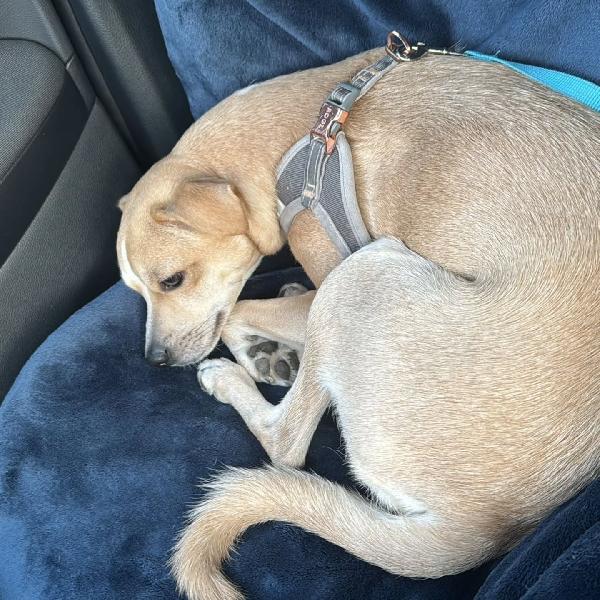 Tequila dolce cagnolino taglia piccola cerca casa - 15 mesi 10 kg Foto 4