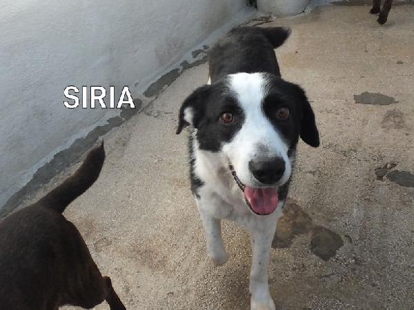 Siria Bella E Gentile