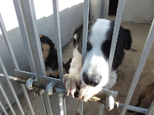 Siria bella e gentile Foto 2