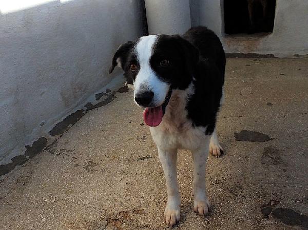 Siria bella e gentile Foto 3