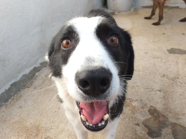 Siria bella e gentile Foto 4